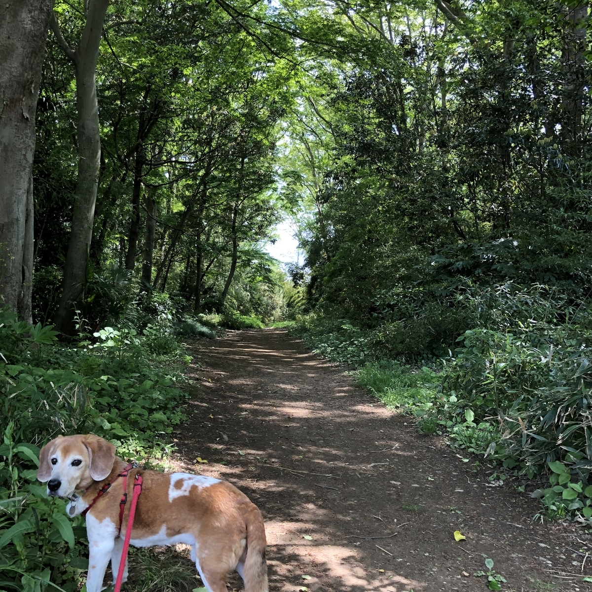 f:id:suminofv:20190505160242j:plain f:id:suminofv:20190505160242j:plain