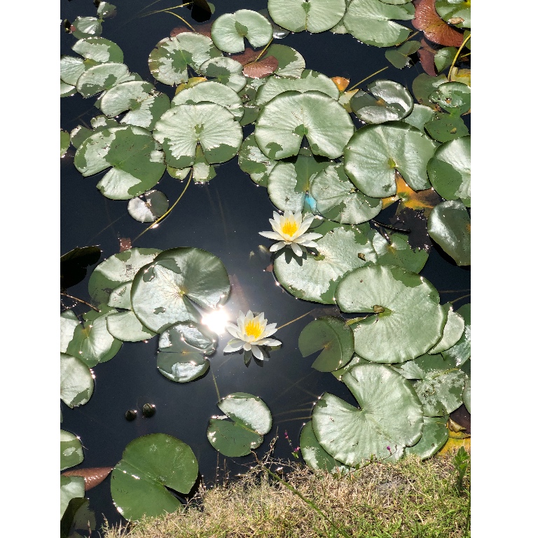 f:id:suminofv:20190511160003j:plain