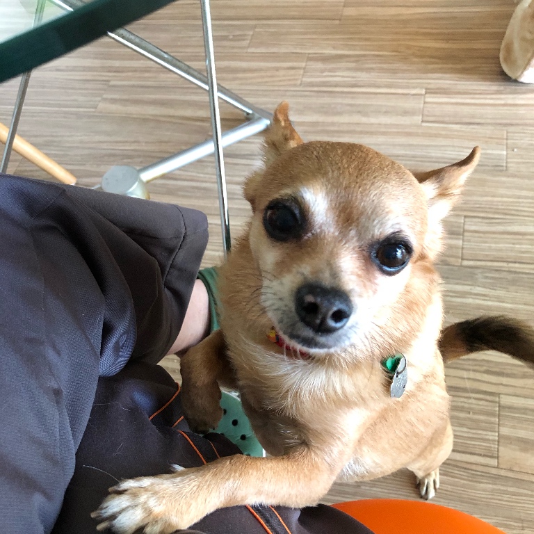 f:id:suminofv:20190525133537j:plain