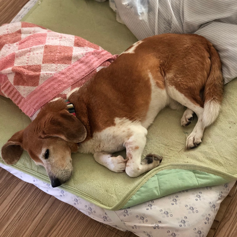 f:id:suminofv:20190525133755j:plain