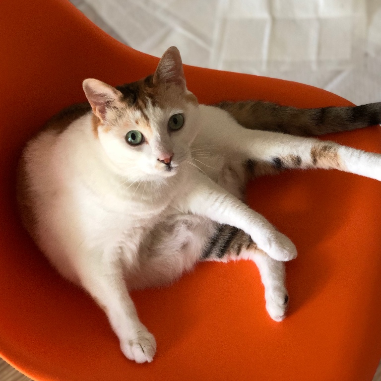 f:id:suminofv:20190525133950j:plain
