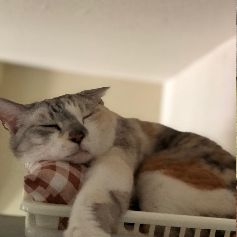 f:id:suminofv:20190525134407j:plain