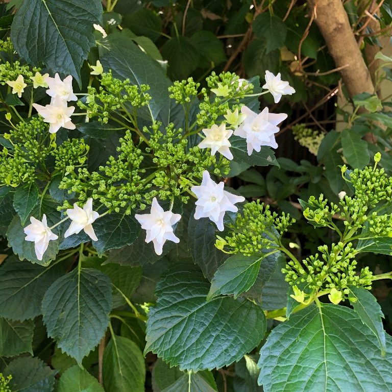 f:id:suminofv:20190526183756j:plain