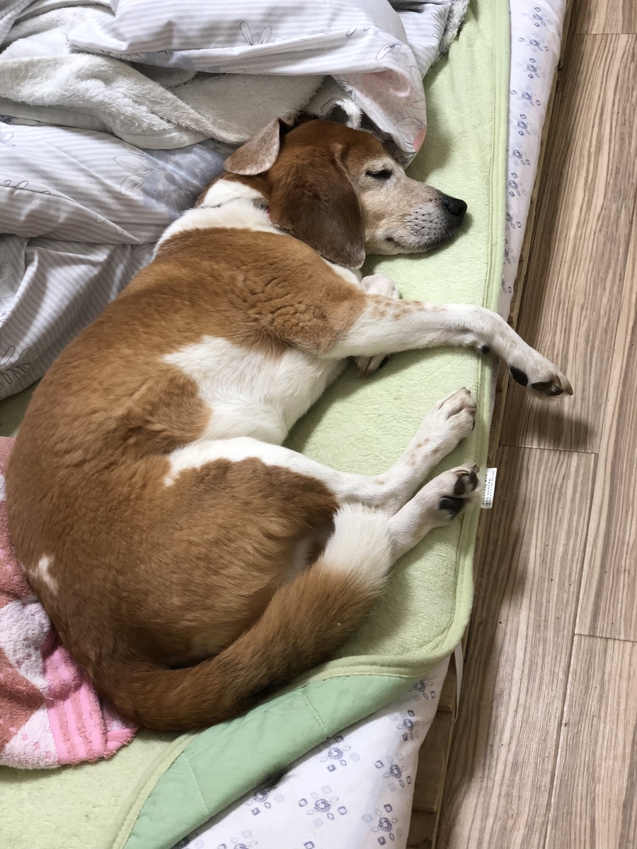 f:id:suminofv:20190526184538j:plain