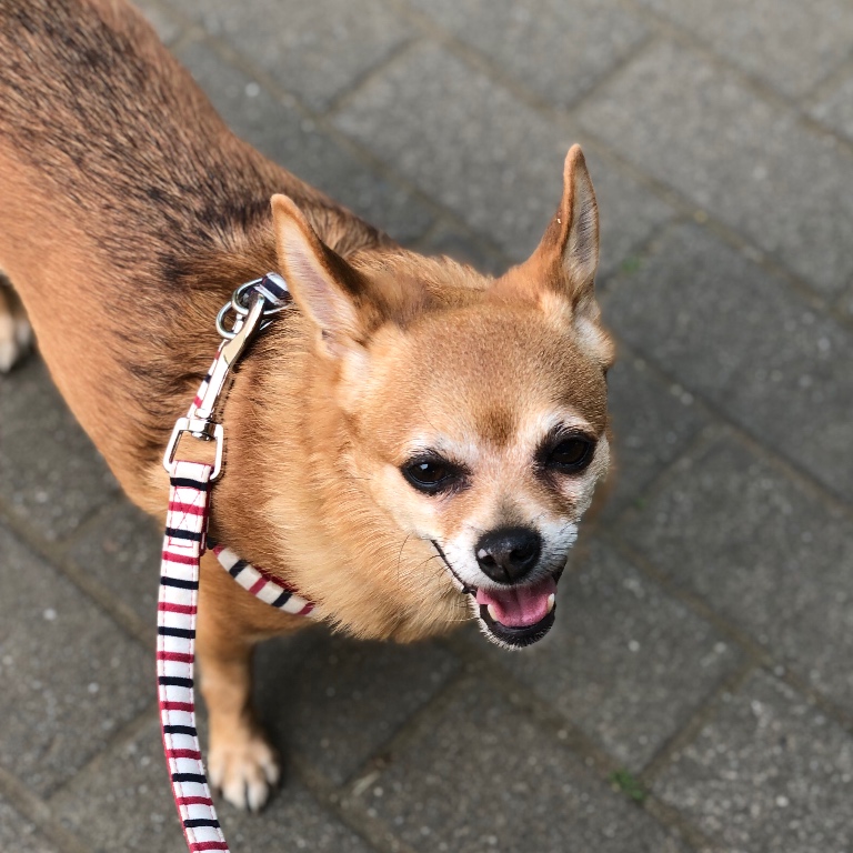 f:id:suminofv:20190601121909j:plain