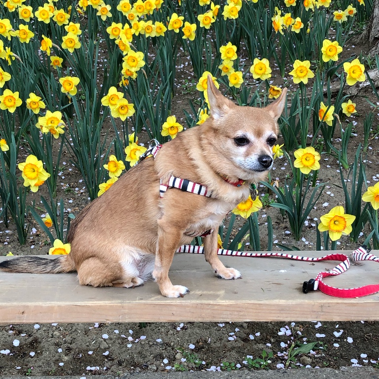 f:id:suminofv:20190601122055j:plain