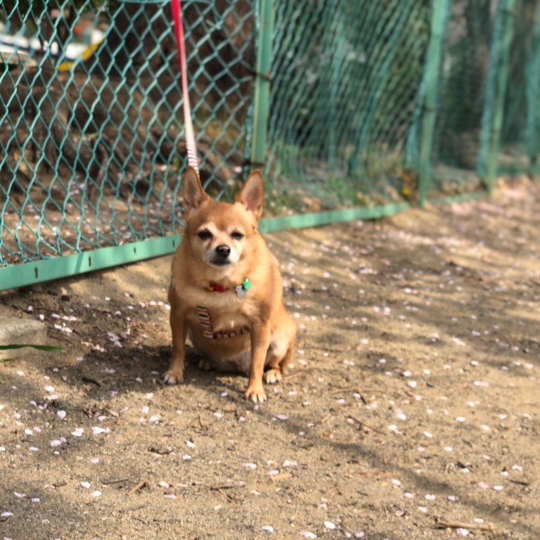 f:id:suminofv:20190601122323j:plain