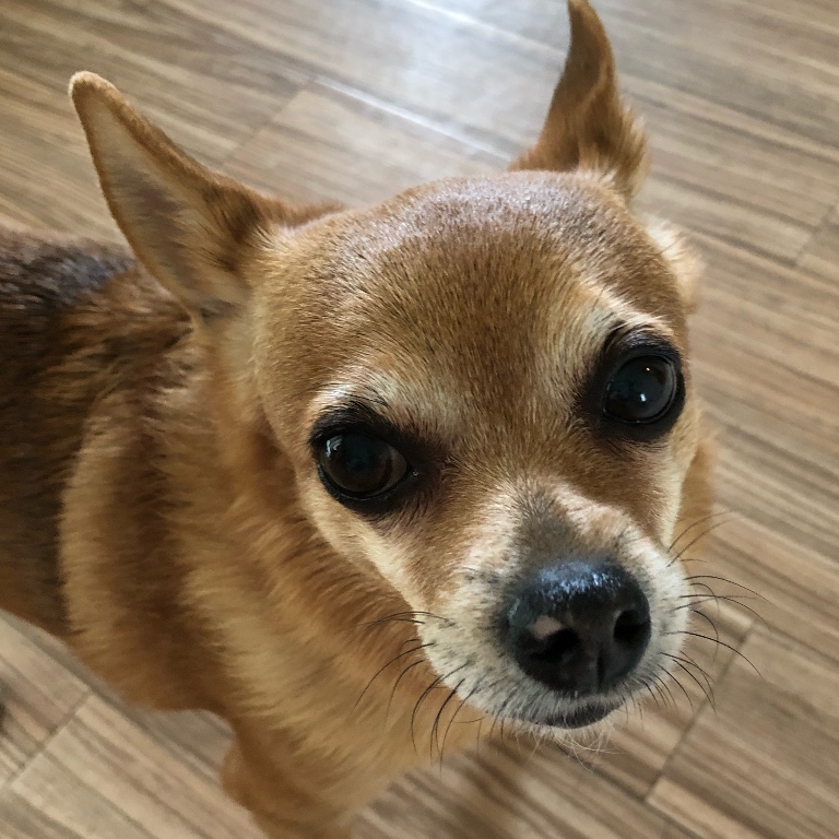 f:id:suminofv:20190601130137j:plain