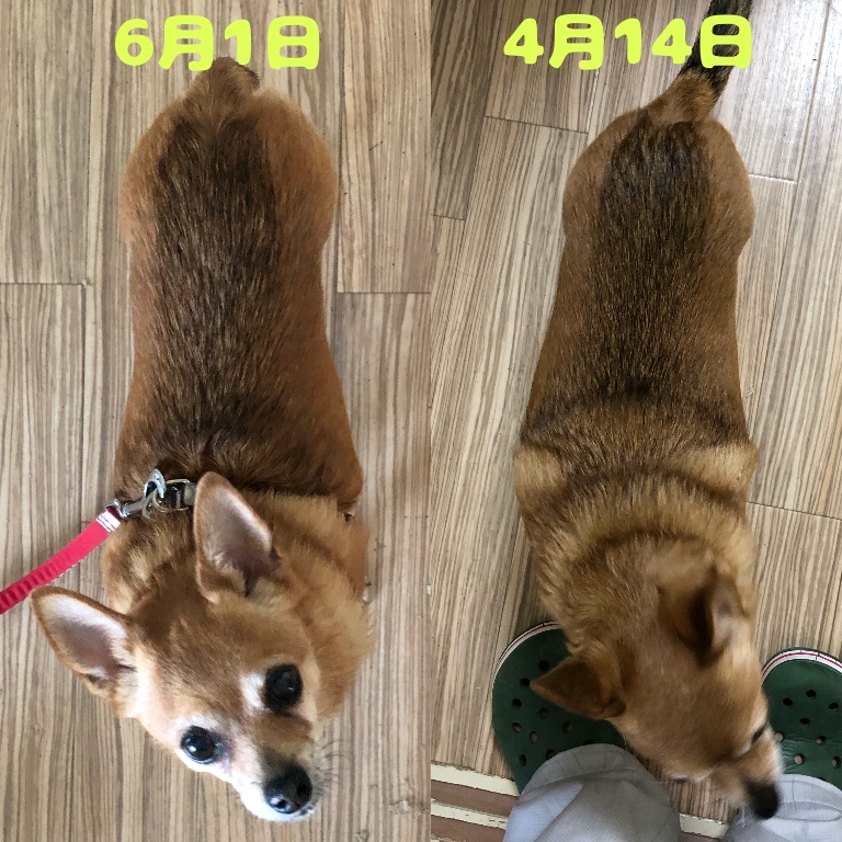 f:id:suminofv:20190601130802j:plain