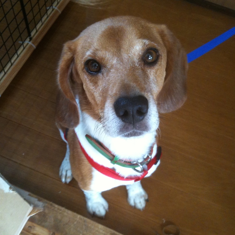 f:id:suminofv:20190601174645j:plain f:id:suminofv:20190601174645j:plain