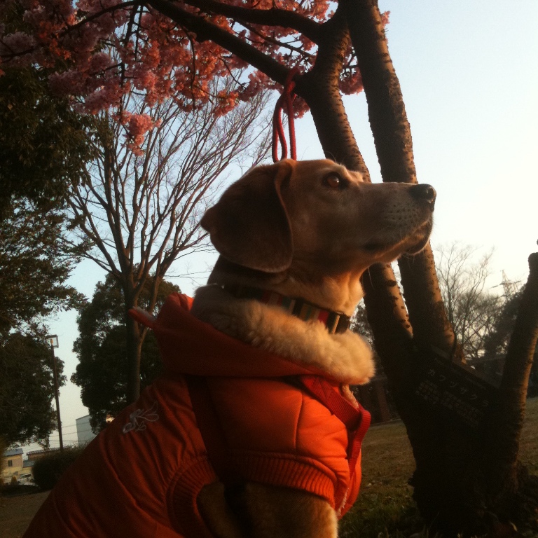 f:id:suminofv:20190601181643j:plain f:id:suminofv:20190601181643j:plain