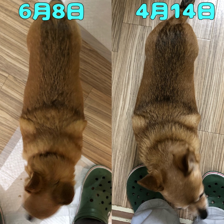 f:id:suminofv:20190608183358j:plain
