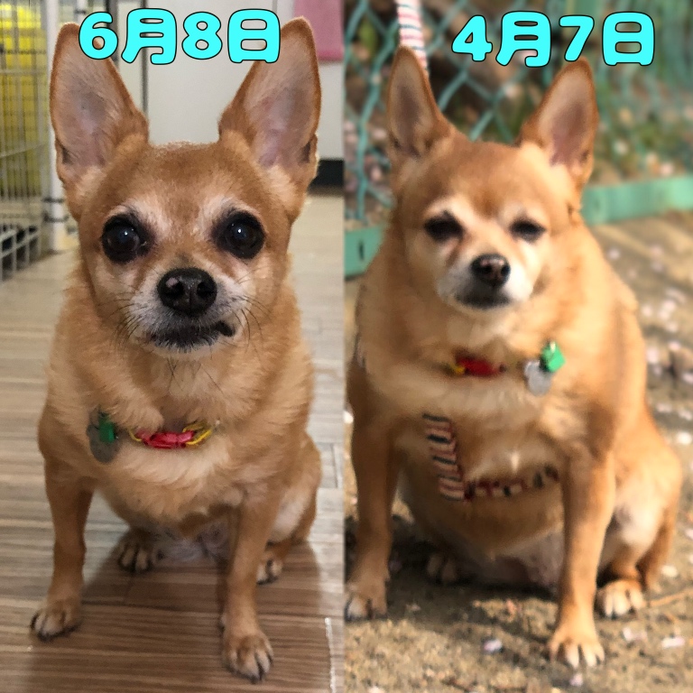 f:id:suminofv:20190608183534j:plain