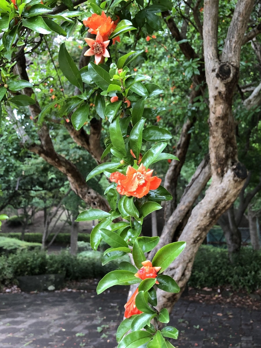 f:id:suminofv:20190608192222j:plain