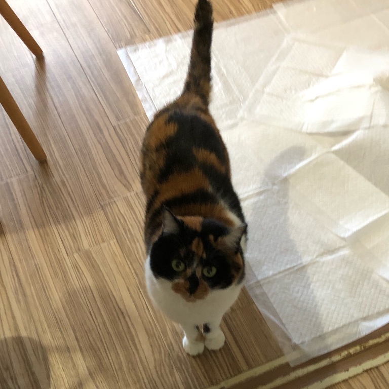 f:id:suminofv:20190616172728j:plain f:id:suminofv:20190616172728j:plain