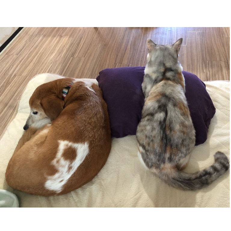 f:id:suminofv:20190616172949j:plain f:id:suminofv:20190616172949j:plain