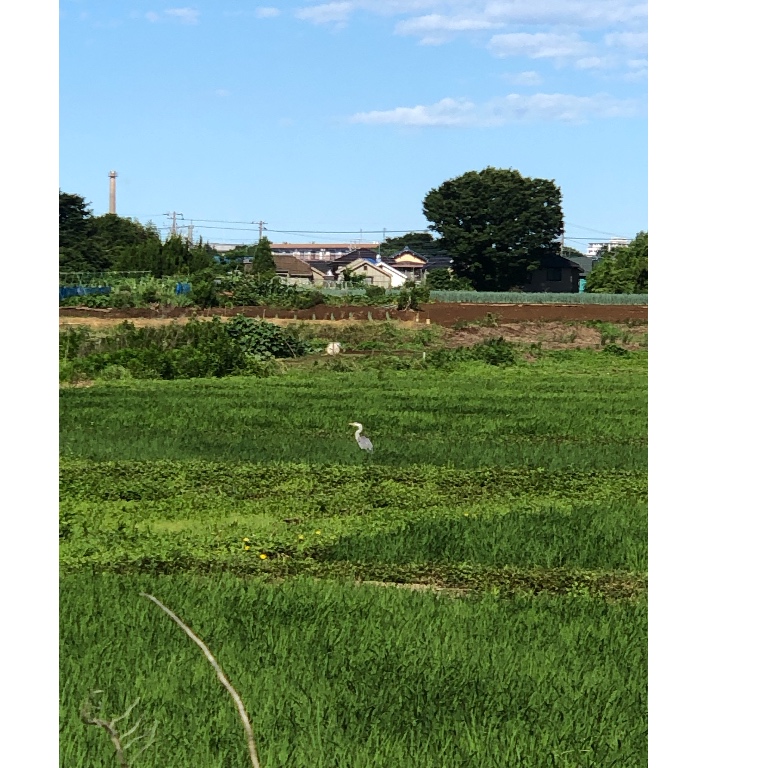 f:id:suminofv:20190616173327j:plain f:id:suminofv:20190616173327j:plain