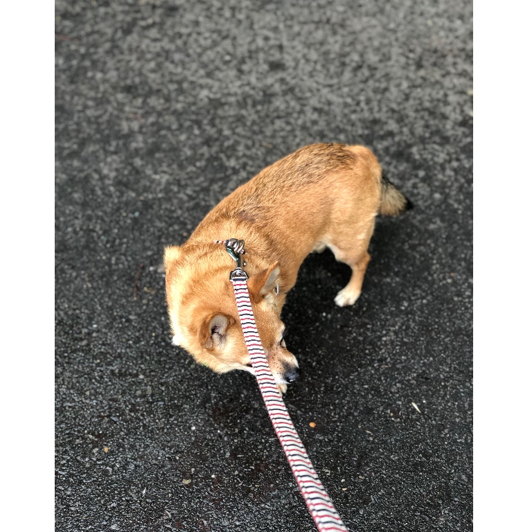 f:id:suminofv:20190616174804j:plain f:id:suminofv:20190616174804j:plain