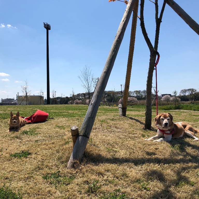 f:id:suminofv:20190616180148j:plain f:id:suminofv:20190616180148j:plain