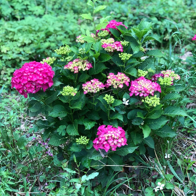 f:id:suminofv:20190616180435j:plain f:id:suminofv:20190616180435j:plain
