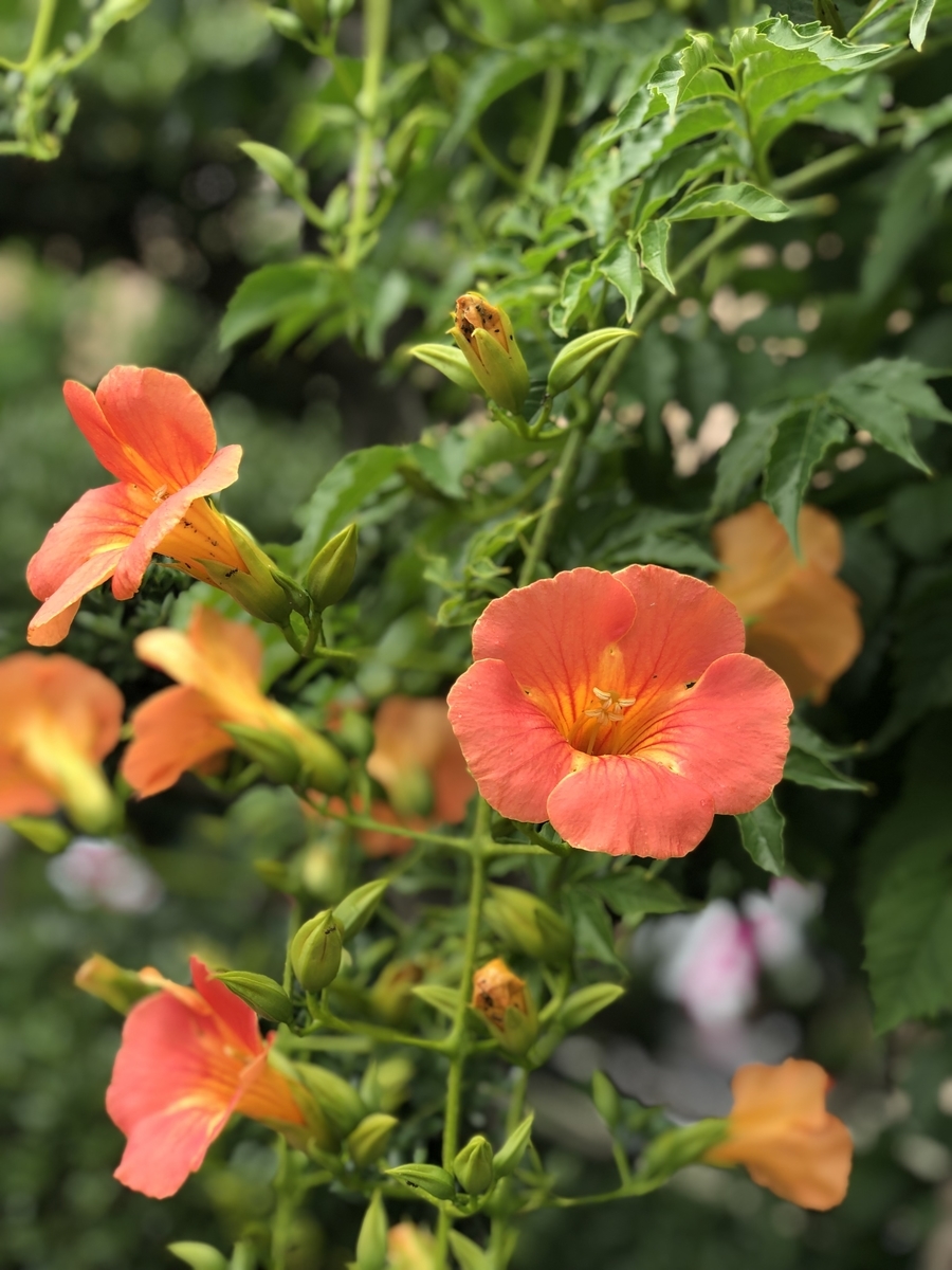f:id:suminofv:20190624002404j:plain