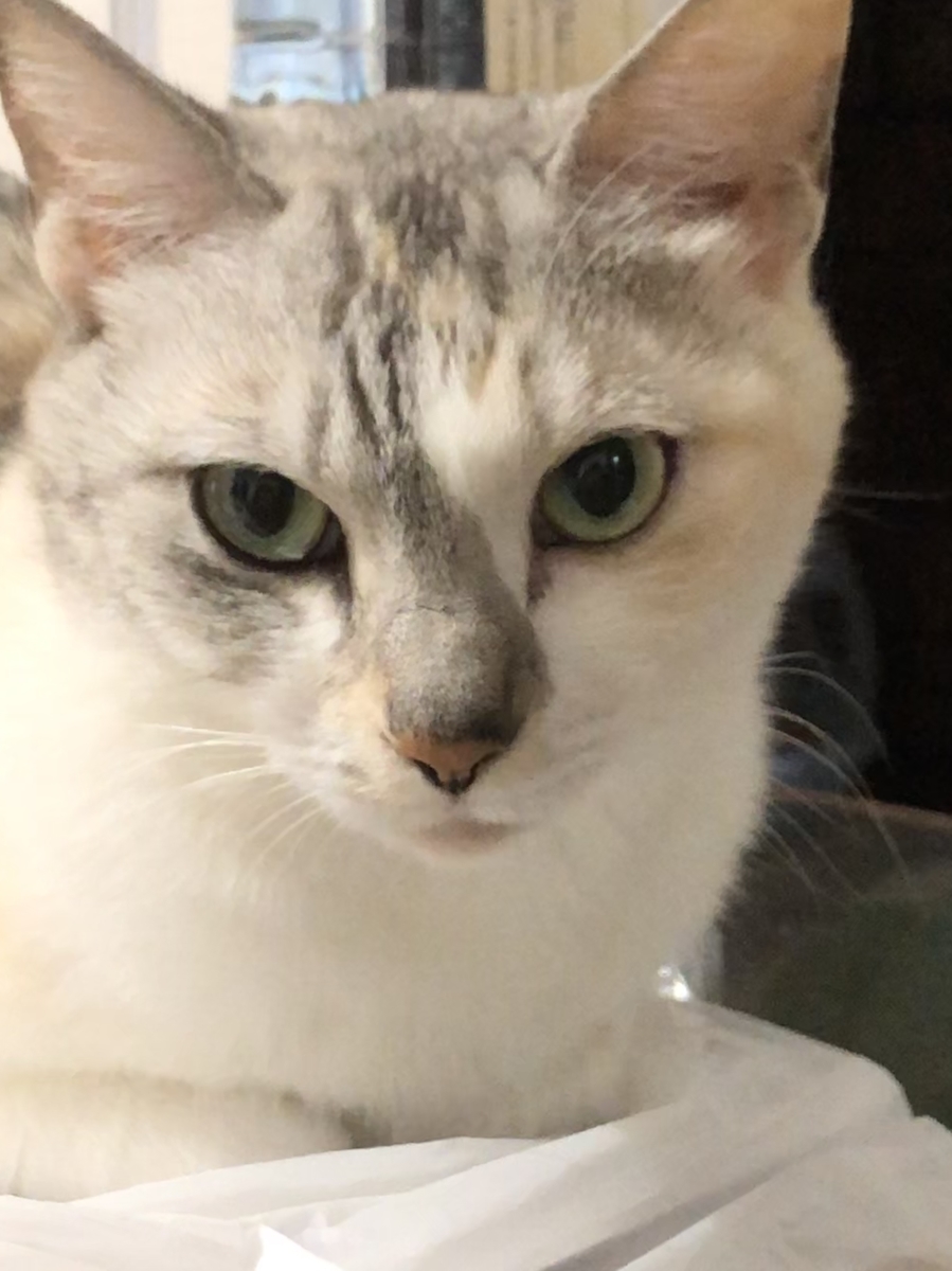 f:id:suminofv:20190629221700j:plain f:id:suminofv:20190629221700j:plain