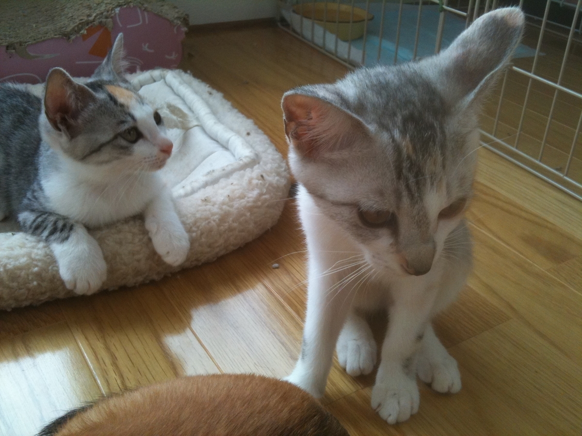 f:id:suminofv:20190629221955j:plain f:id:suminofv:20190629221955j:plain