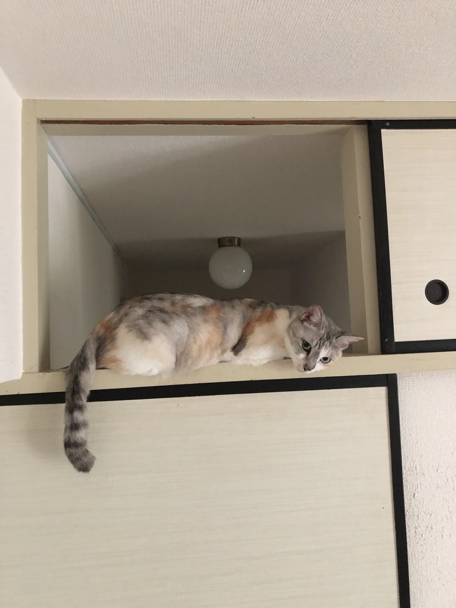 f:id:suminofv:20190629232029j:plain f:id:suminofv:20190629232029j:plain