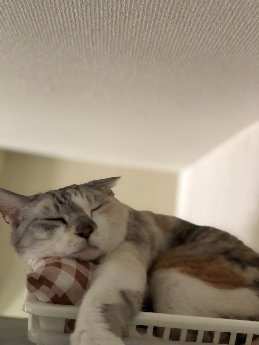 f:id:suminofv:20190630005815j:plain