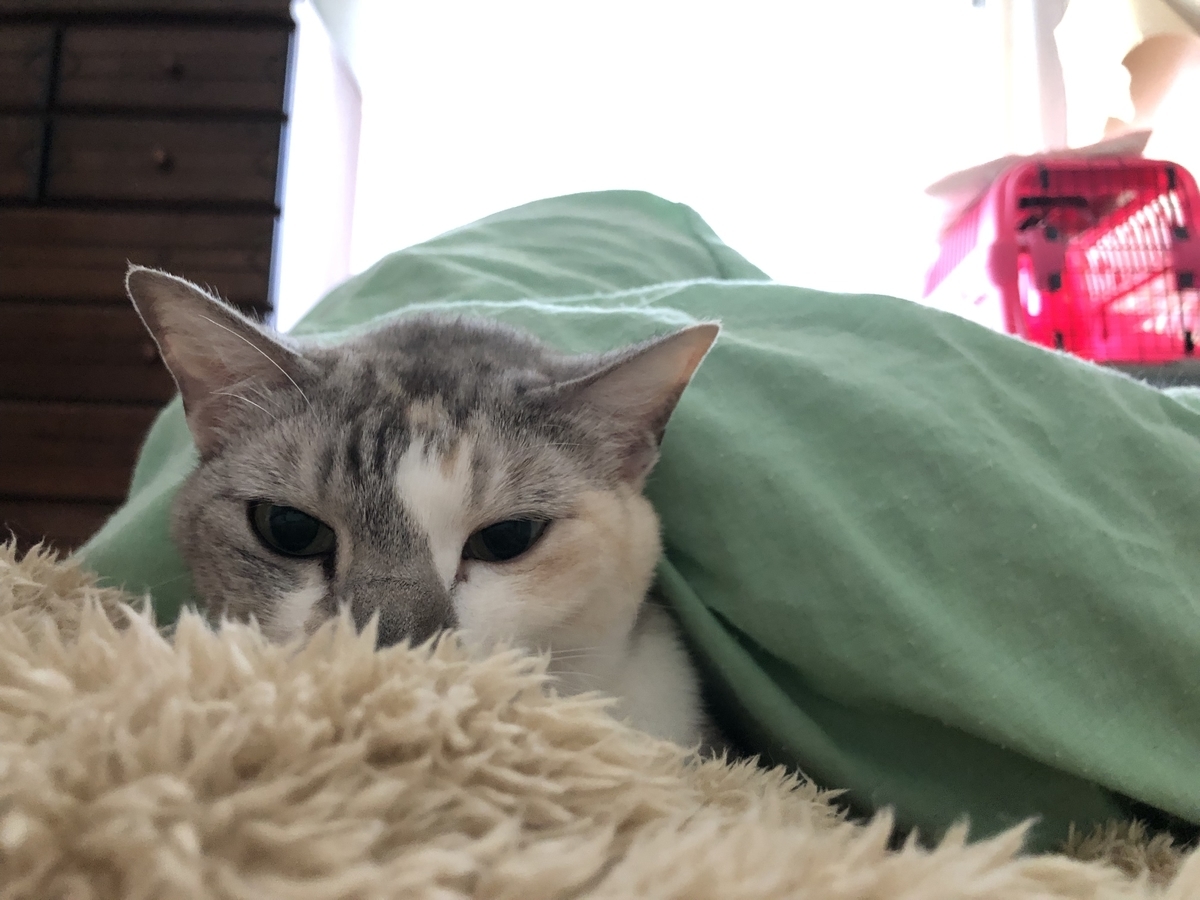 f:id:suminofv:20190630011033j:plain