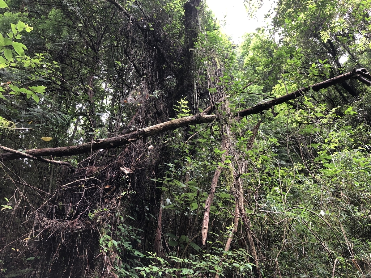 f:id:suminofv:20190707223718j:plain