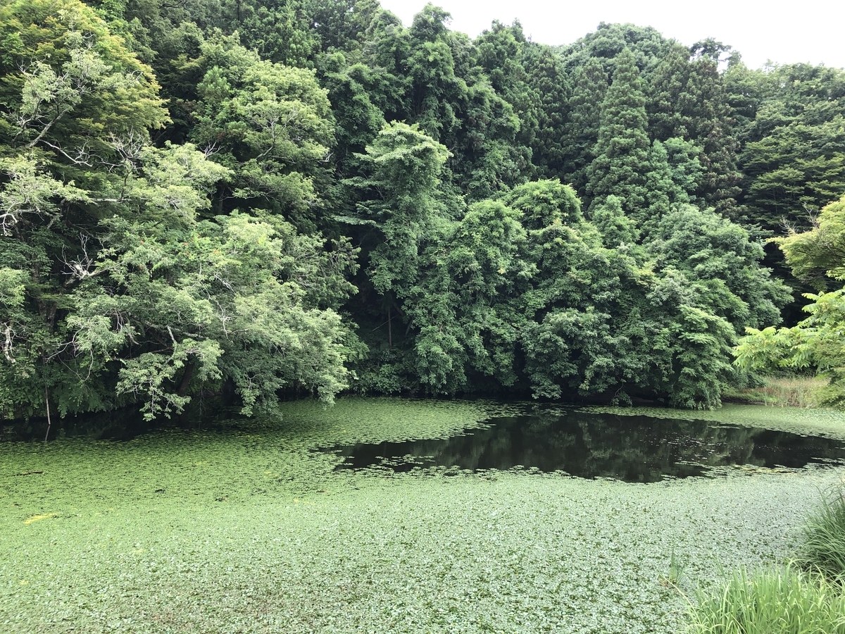 f:id:suminofv:20190714012103j:plain