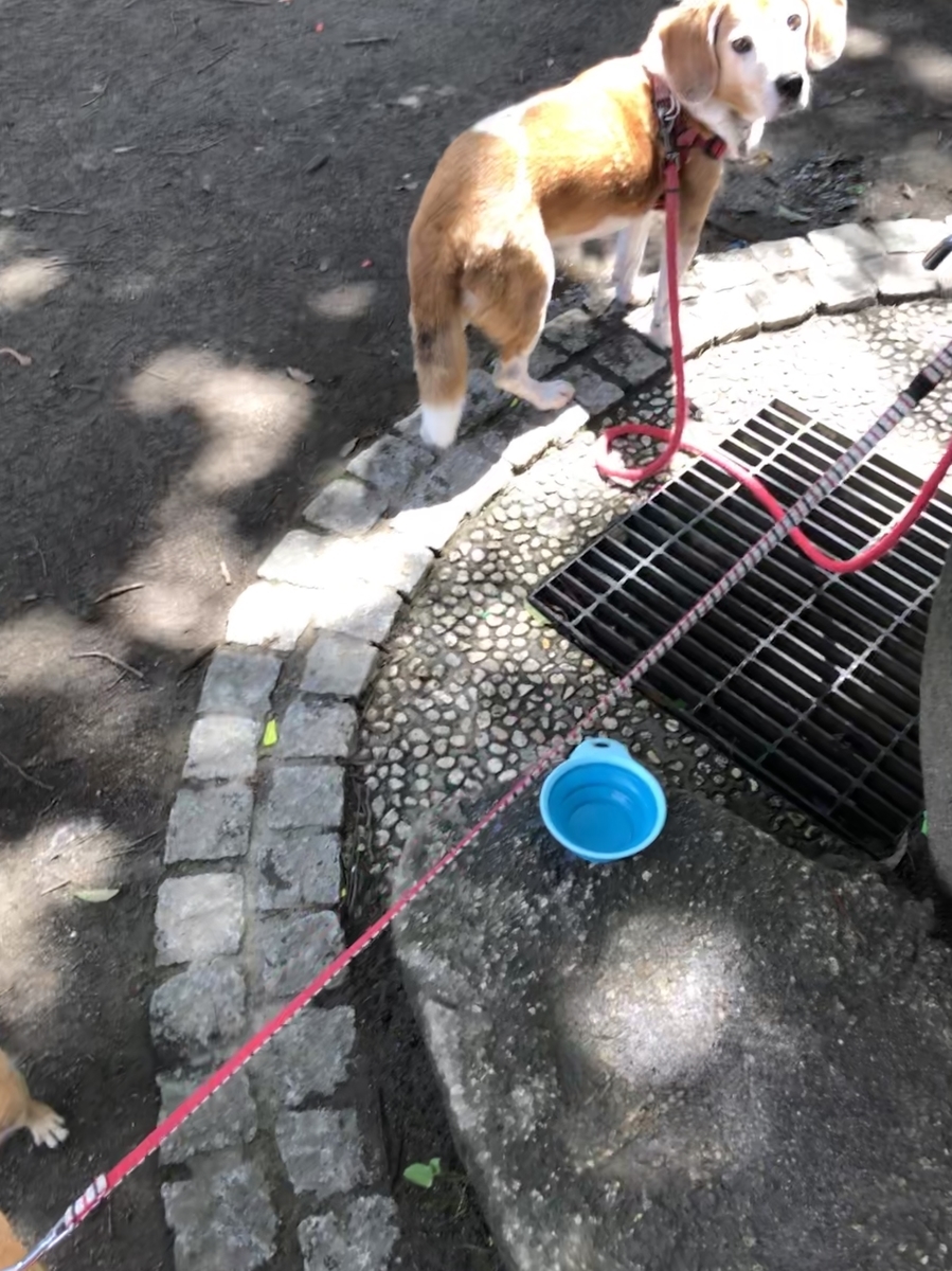 f:id:suminofv:20190728162107j:plain