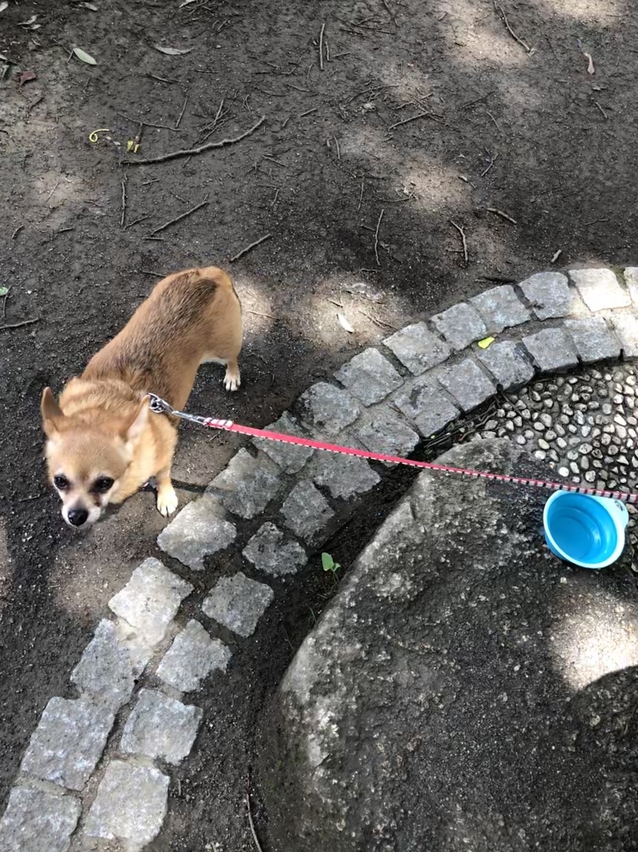 f:id:suminofv:20190728162216j:plain