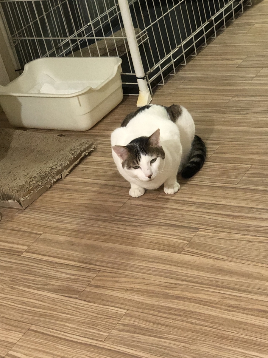 f:id:suminofv:20190728164305j:plain