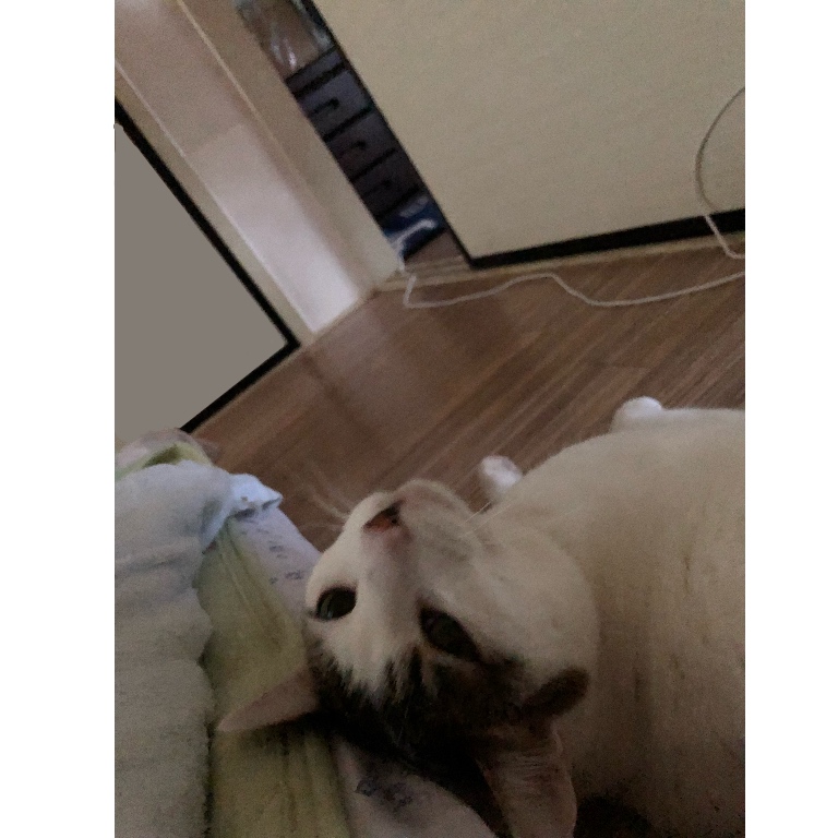 f:id:suminofv:20190801235740j:plain