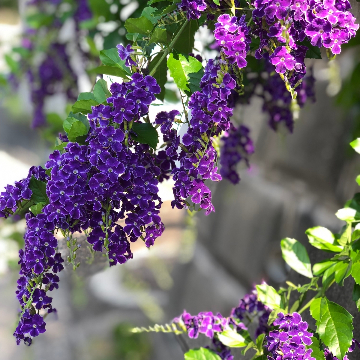 f:id:suminofv:20190804173834j:plain f:id:suminofv:20190804173834j:plain