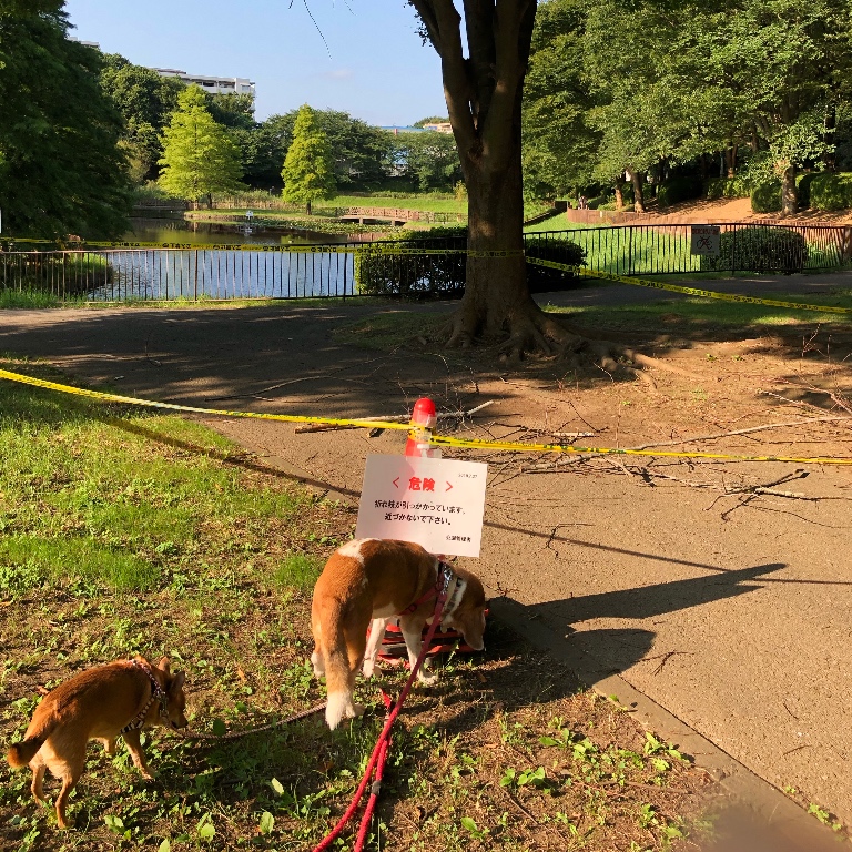 f:id:suminofv:20190804230245j:plain