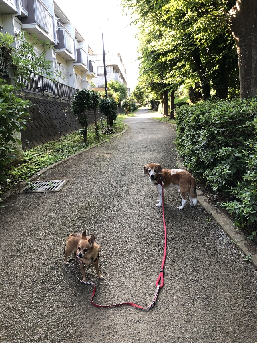 f:id:suminofv:20190806222347j:plain