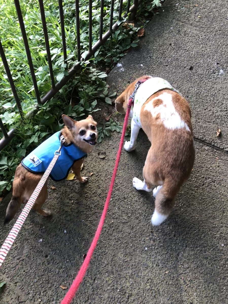 f:id:suminofv:20190811113050j:plain f:id:suminofv:20190811113050j:plain