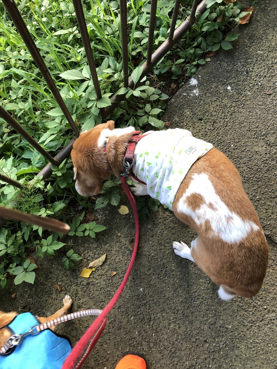 f:id:suminofv:20190811114215j:plain f:id:suminofv:20190811114215j:plain