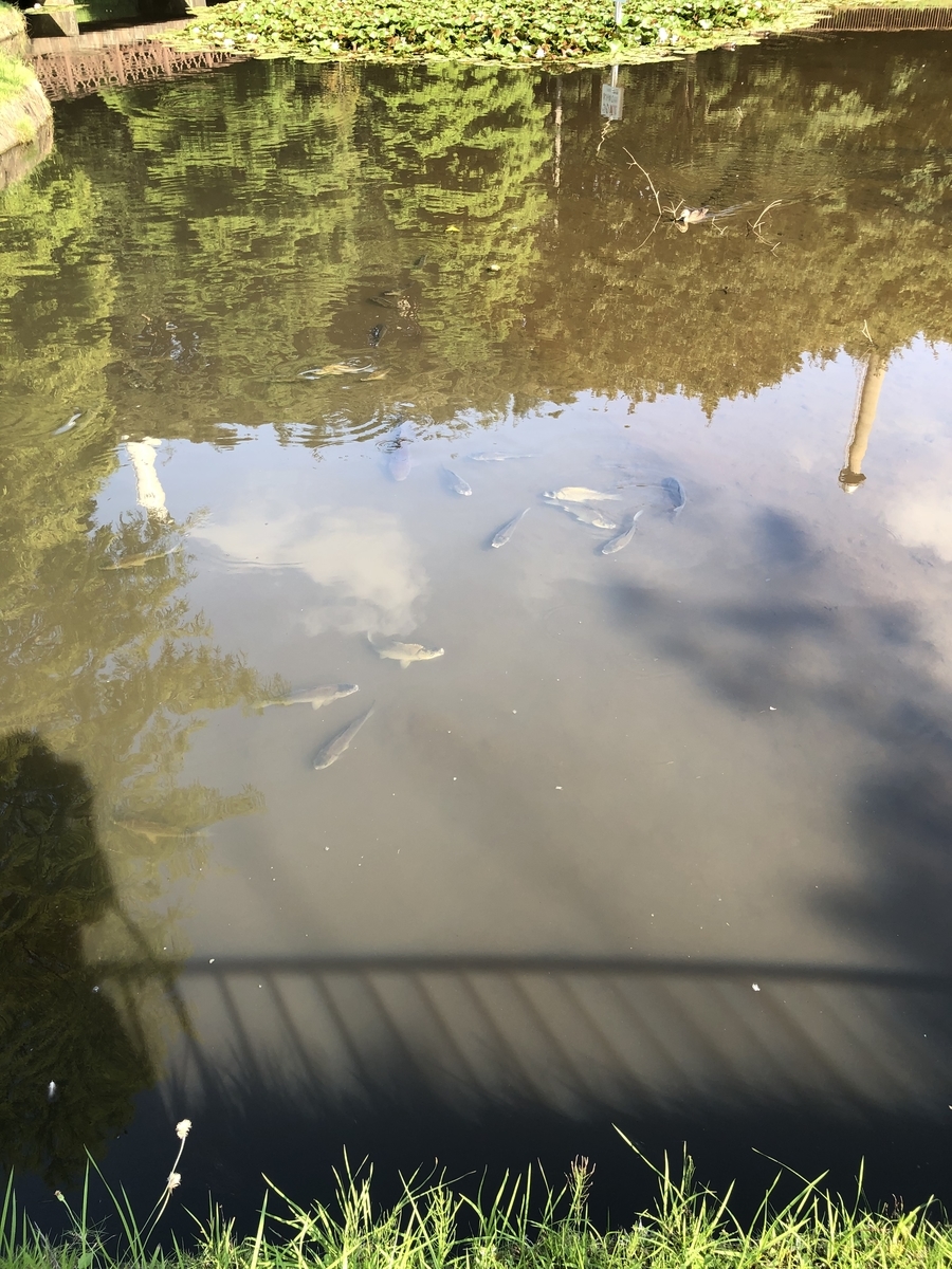 f:id:suminofv:20190811115813j:plain f:id:suminofv:20190811115813j:plain