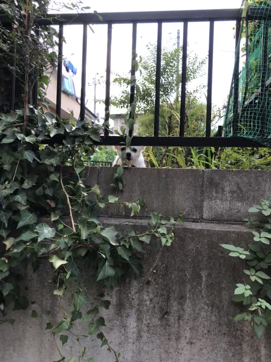 f:id:suminofv:20190811121111j:plain f:id:suminofv:20190811121111j:plain