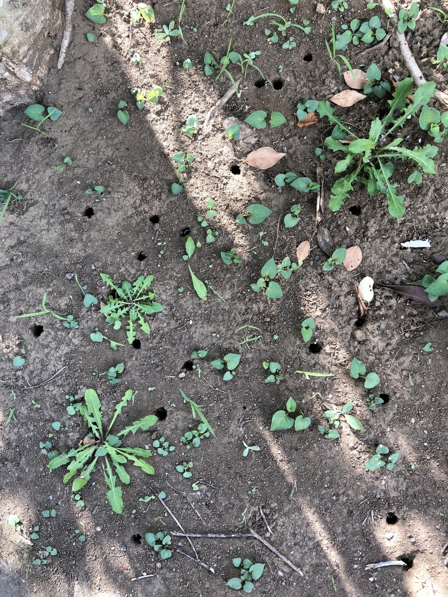 f:id:suminofv:20190811122435j:plain f:id:suminofv:20190811122435j:plain