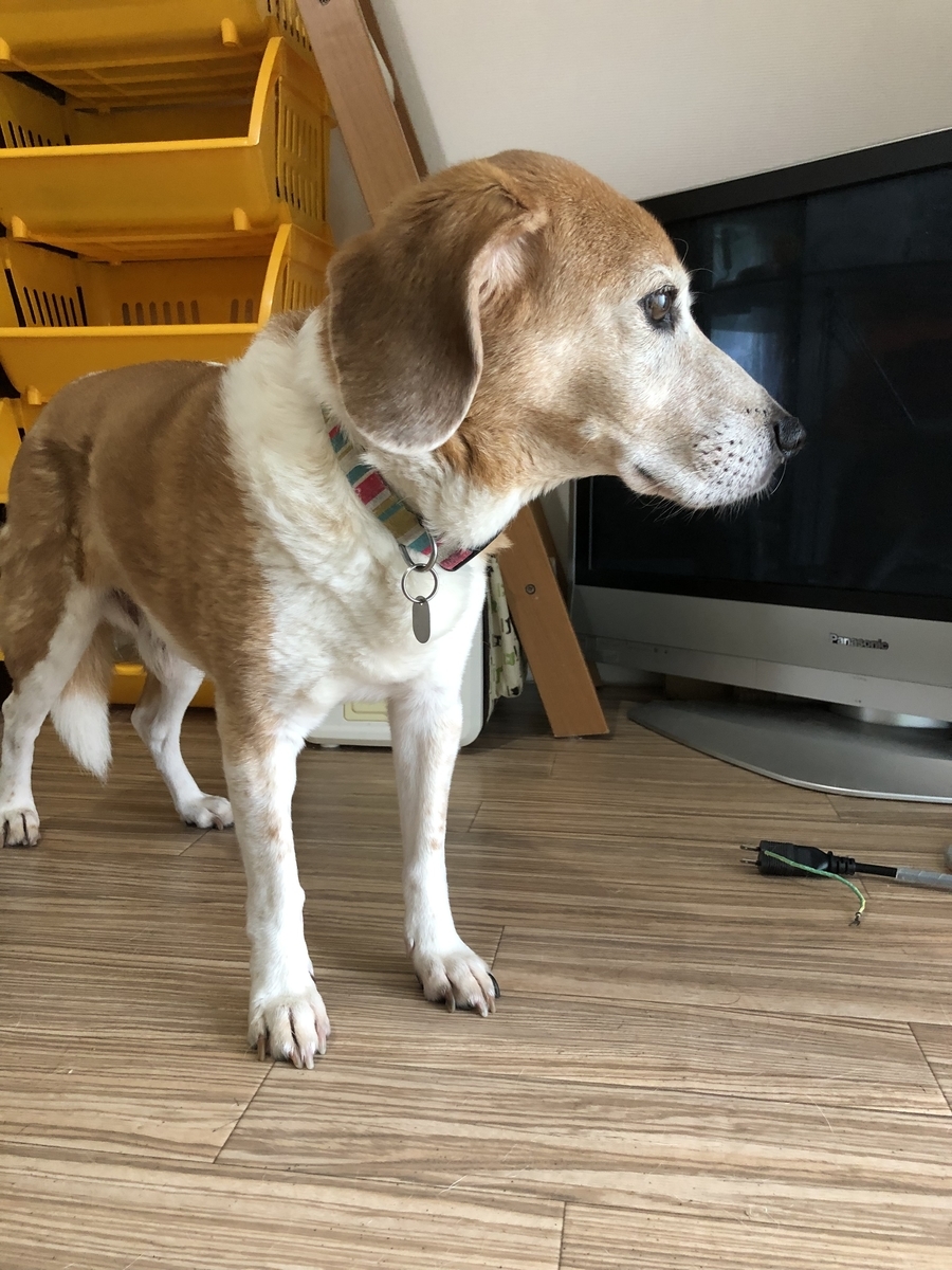 f:id:suminofv:20190811134216j:plain f:id:suminofv:20190811134216j:plain