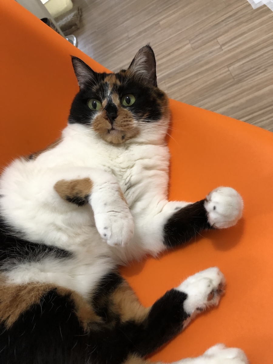 f:id:suminofv:20190811141311j:plain f:id:suminofv:20190811141311j:plain