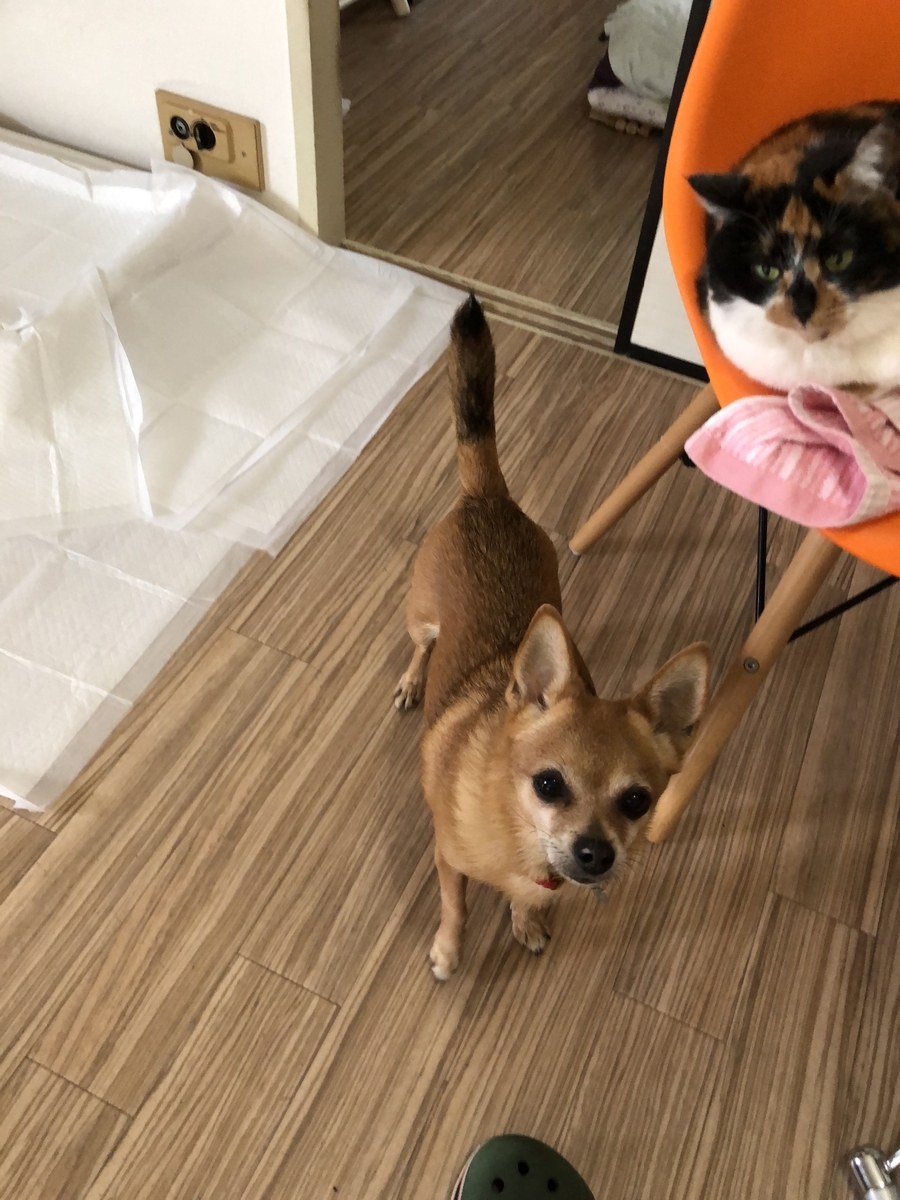 f:id:suminofv:20190811142807j:plain f:id:suminofv:20190811142807j:plain