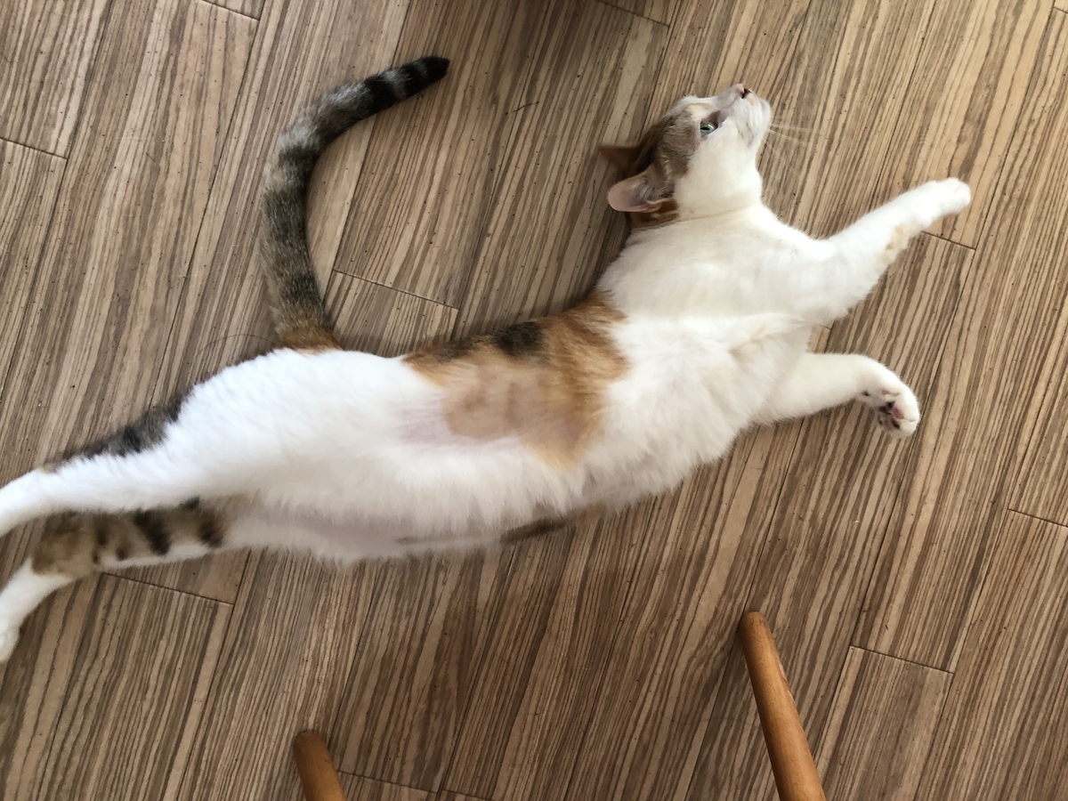 f:id:suminofv:20190811143339j:plain f:id:suminofv:20190811143339j:plain