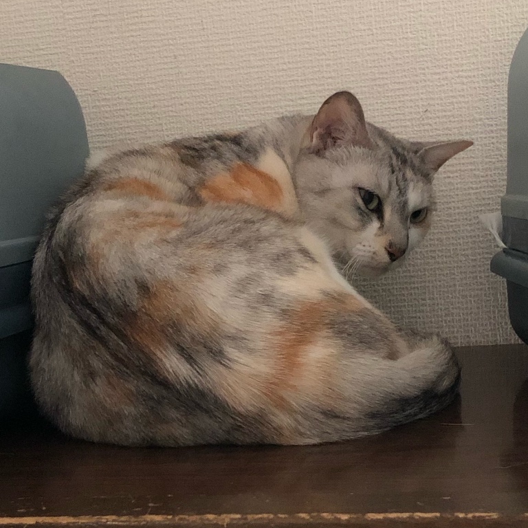 f:id:suminofv:20190811144702j:plain f:id:suminofv:20190811144702j:plain