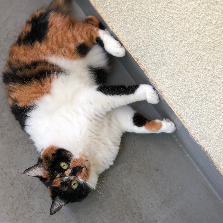 f:id:suminofv:20190830110901j:plain
